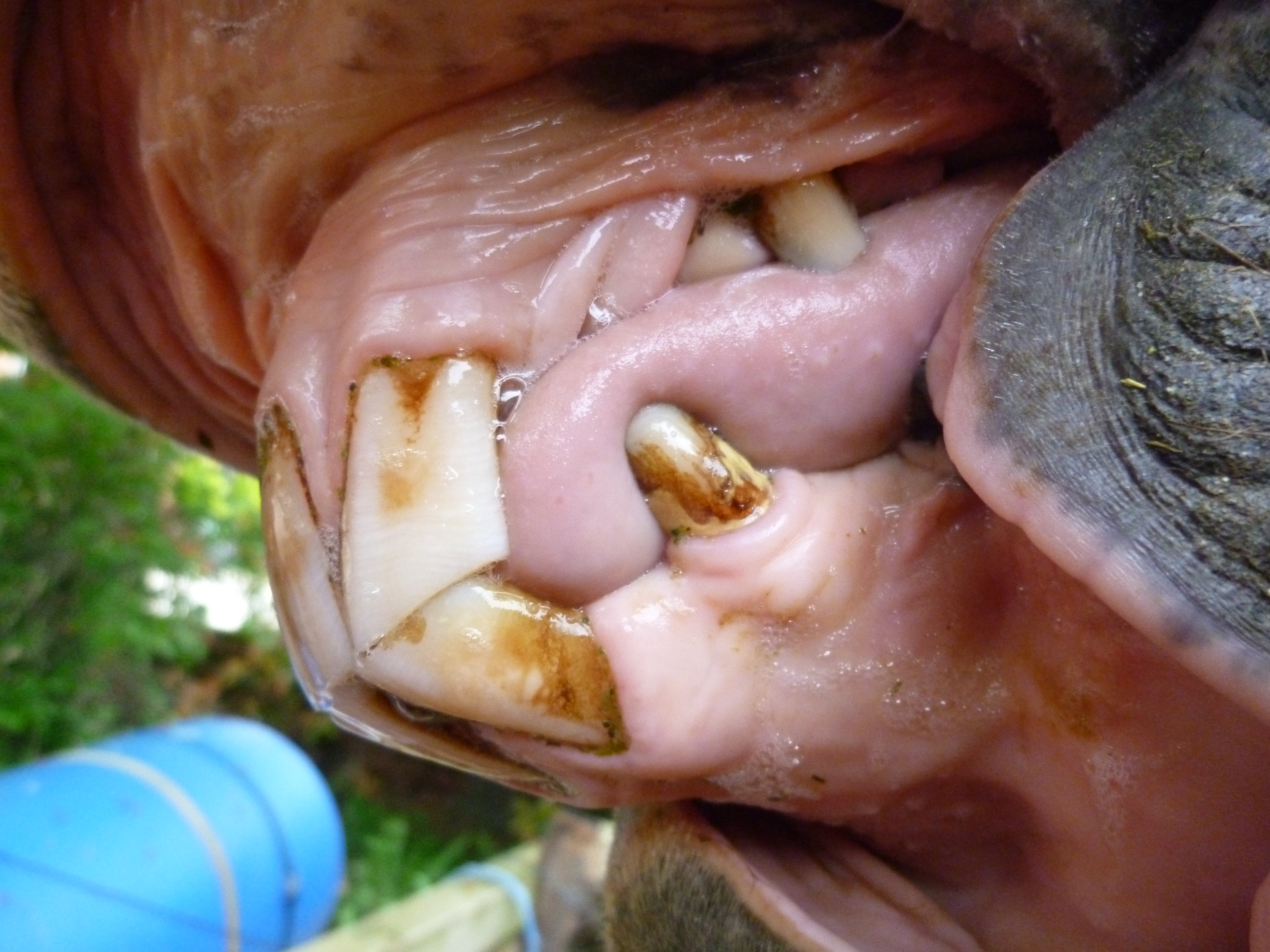 Les dents d'un cheval