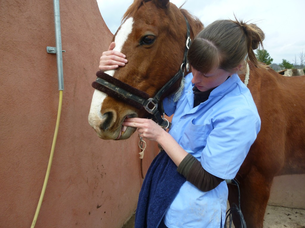 L’intervention – dentiste equin haute garonne